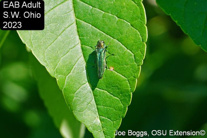 Emerald Ash Borer on leaf